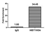 H3K37ac Antibody in ChIP Assay (ChIP)