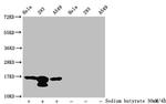 H3K37ac Antibody in Western Blot (WB)