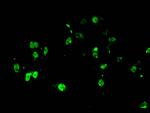 H4R3me1 Antibody in Immunocytochemistry (ICC/IF)