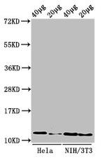 H4R3me1 Antibody in Western Blot (WB)