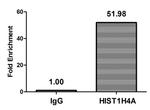 H4K8pr Antibody in ChIP Assay (ChIP)