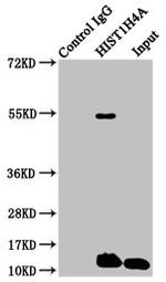 H4K8pr Antibody in Immunoprecipitation (IP)