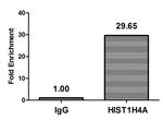 H4K16pr Antibody in ChIP Assay (ChIP)