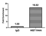 H4K31ac Antibody in ChIP Assay (ChIP)