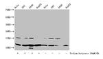 H4K31ac Antibody in Western Blot (WB)