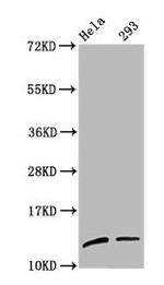 H4K59me1 Antibody in Western Blot (WB)