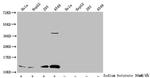 H4K91ac Antibody in Western Blot (WB)