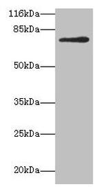 MTHFR Antibody in Western Blot (WB)