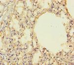 THAP12 Antibody in Immunohistochemistry (Paraffin) (IHC (P))