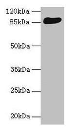 THAP12 Antibody in Western Blot (WB)