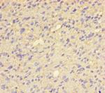 QPCT Antibody in Immunohistochemistry (Paraffin) (IHC (P))