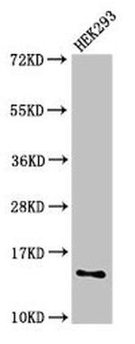 SNRPD1 Antibody in Western Blot (WB)