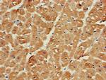 SRR Antibody in Immunohistochemistry (Paraffin) (IHC (P))