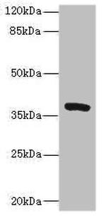 TMEM64 Antibody in Western Blot (WB)