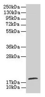 TPPP2 Antibody in Western Blot (WB)