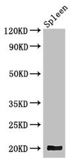 WRB Antibody in Western Blot (WB)