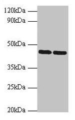 SHBG Antibody in Western Blot (WB)