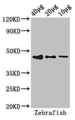 BMP-2 Antibody in Western Blot (WB)