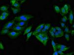 MAN2A1 Antibody in Immunocytochemistry (ICC/IF)