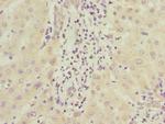 ICAM-4 Antibody in Immunohistochemistry (Paraffin) (IHC (P))