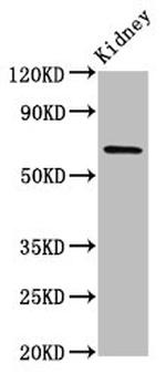 TNIP1 Antibody in Western Blot (WB)