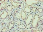 IZUMO4 Antibody in Immunohistochemistry (Paraffin) (IHC (P))