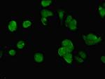 SWI5 Antibody in Immunocytochemistry (ICC/IF)