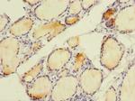 SLC4A8 Antibody in Immunohistochemistry (Paraffin) (IHC (P))