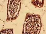 YIF1B Antibody in Immunohistochemistry (Paraffin) (IHC (P))