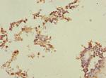 MEST Antibody in Immunohistochemistry (Paraffin) (IHC (P))