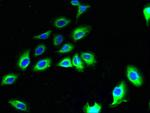 CNIH2 Antibody in Immunocytochemistry (ICC/IF)