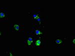 CPEB2 Antibody in Immunocytochemistry (ICC/IF)