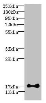 ISCA2 Antibody in Western Blot (WB)