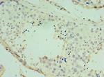 SPAG16 Antibody in Immunohistochemistry (Paraffin) (IHC (P))