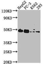 POGLUT1 Antibody in Western Blot (WB)