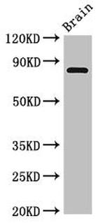 LOXL4 Antibody in Western Blot (WB)