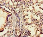 MRAP2 Antibody in Immunohistochemistry (Paraffin) (IHC (P))