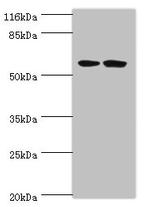 DCAF4 Antibody in Western Blot (WB)