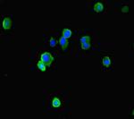 EAF2 Antibody in Immunocytochemistry (ICC/IF)