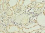 FAPP2 Antibody in Immunohistochemistry (Paraffin) (IHC (P))