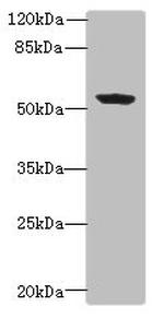 FAPP2 Antibody in Western Blot (WB)