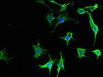 Neuropeptide Y Receptor 6 Antibody in Immunocytochemistry (ICC/IF)