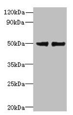 FAM118B Antibody in Western Blot (WB)