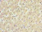 Sclerostin Antibody in Immunohistochemistry (Paraffin) (IHC (P))