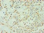 SPIN2 Antibody in Immunohistochemistry (Paraffin) (IHC (P))