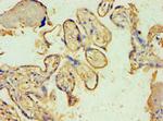 SPIN2 Antibody in Immunohistochemistry (Paraffin) (IHC (P))