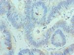 CBX8 Antibody in Immunohistochemistry (Paraffin) (IHC (P))