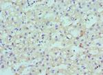 CBX8 Antibody in Immunohistochemistry (Paraffin) (IHC (P))