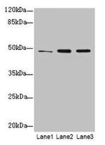 GPR83 Antibody in Western Blot (WB)