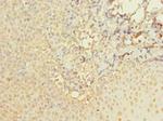 ABI3 Antibody in Immunohistochemistry (Paraffin) (IHC (P))